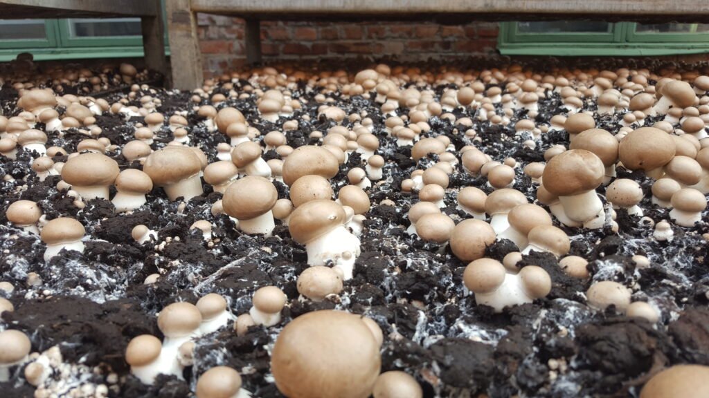 Fresh mushroom
